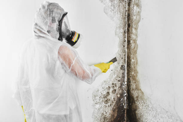 Best Mold Remediation  in Clinton, IL