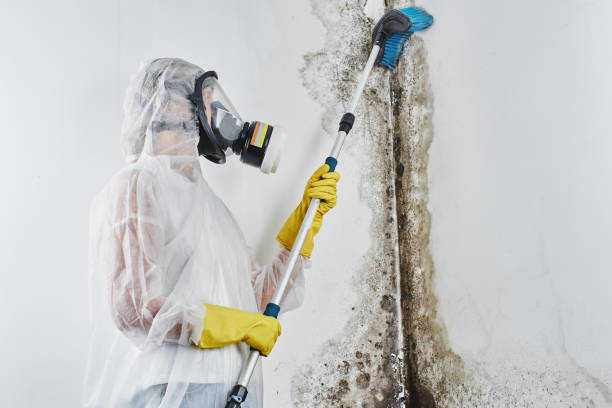 Best Mold Cleaning Services  in Clinton, IL