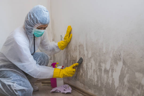 Certified Mold Removal in Clinton, IL