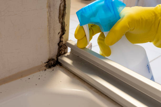 Best Fast Mold Removal  in Clinton, IL