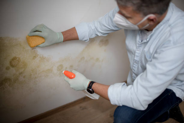 Best Mold Testing  in Clinton, IL