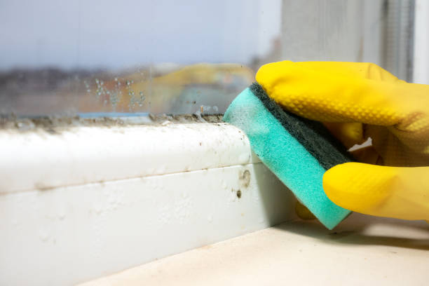 Best Affordable Mold Removal  in Clinton, IL
