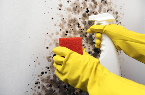  Clinton, IL Mold Removal Pros
