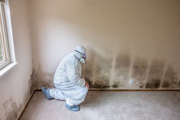 Best Local Mold Removal Service  in Clinton, IL