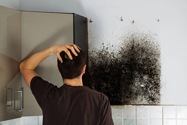 Best Fast Mold Removal  in Clinton, IL